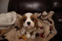 King Charles Cavaliers , a male Cavalier King Charles Spaniel for sale in Plymouth, MN – Photo 7 of 8