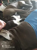 light pink, a female Cane Corso for sale in Basehor, KS – Photo 4 of 5