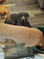 light pink, a female Cane Corso for sale in Basehor, KS – Photo 5 of 5