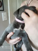 light pink, a female Cane Corso for sale in Basehor, KS – Photo 2 of 5