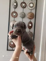 light pink, a female Cane Corso for sale in Basehor, KS – Photo 1 of 5