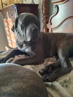 Riley, a male Cane Corso for sale in Basehor, KS – Photo 4 of 6