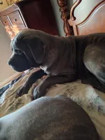 Riley, a male Cane Corso for sale in Basehor, KS – Photo 3 of 6