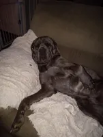 Riley, a male Cane Corso for sale in Basehor, KS – Photo 5 of 6