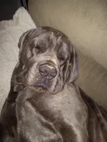 Riley, a male Cane Corso for sale in Basehor, KS – Photo 2 of 6