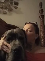 Riley, a male Cane Corso for sale in Basehor, KS – Photo 1 of 6