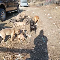 Kona, a male Cane Corso for sale in Basehor, KS – Photo 2 of 5