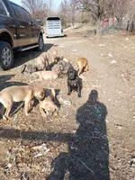 Kona, a male Cane Corso for sale in Basehor, KS – Photo 2 of 5