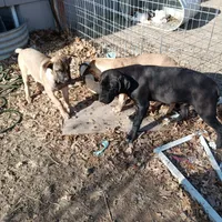 Kona, a male Cane Corso for sale in Basehor, KS – Photo 5 of 5