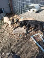 Kona, a male Cane Corso for sale in Basehor, KS – Photo 5 of 5