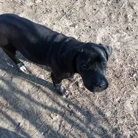 Kona, a male Cane Corso for sale in Basehor, KS – Photo 4 of 5