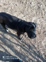 Kona, a male Cane Corso for sale in Basehor, KS – Photo 4 of 5