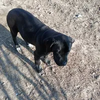 Kona, a male Cane Corso for sale in Basehor, KS – Photo 3 of 5