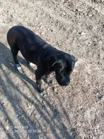 Kona, a male Cane Corso for sale in Basehor, KS – Photo 3 of 5