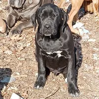 Kona, a male Cane Corso for sale in Basehor, KS – Photo 1 of 5