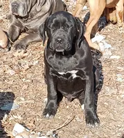 Kona, a male Cane Corso for sale in Basehor, KS – Photo 1 of 5