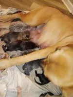 19 babies 2 litters, a male Cane Corso for sale in Basehor, KS – Photo 2 of 2