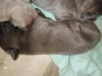 19 babies 2 litters, a male Cane Corso for sale in Basehor, KS – Photo 1 of 2