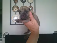 lilly- dark pink, a female Cane Corso for sale in Basehor, KS – Photo 6 of 7