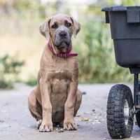 lilly- dark pink, a female Cane Corso for sale in Basehor, KS – Photo 3 of 7