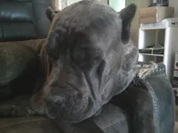 lilly- dark pink, a female Cane Corso for sale in Basehor, KS – Photo 7 of 7