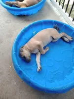 lilly- dark pink, a female Cane Corso for sale in Basehor, KS – Photo 5 of 7