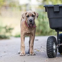 lilly- dark pink, a female Cane Corso for sale in Basehor, KS – Photo 2 of 7