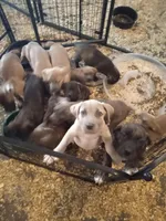 lilly- dark pink, a female Cane Corso for sale in Basehor, KS – Photo 4 of 7