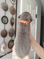 Orange, a male Cane Corso for sale in Basehor, KS – Photo 6 of 6