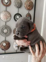 Orange, a male Cane Corso for sale in Basehor, KS – Photo 3 of 6