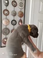 Orange, a male Cane Corso for sale in Basehor, KS – Photo 5 of 6