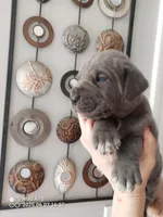 Orange, a male Cane Corso for sale in Basehor, KS – Photo 4 of 6