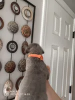 Orange, a male Cane Corso for sale in Basehor, KS – Photo 2 of 6