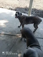 Sissy, a female Cane Corso for sale in Basehor, KS – Photo 1 of 2