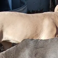 Rose, a female Cane Corso for sale in Basehor, KS – Photo 4 of 10