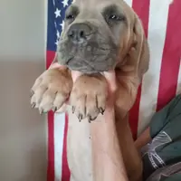 Rose, a female Cane Corso for sale in Basehor, KS – Photo 5 of 10