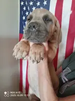 Rose, a female Cane Corso for sale in Basehor, KS – Photo 5 of 10