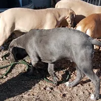 Rose, a female Cane Corso for sale in Basehor, KS – Photo 2 of 10