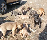 Rose, a female Cane Corso for sale in Basehor, KS – Photo 3 of 10