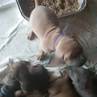 Rose, a female Cane Corso for sale in Basehor, KS – Photo 9 of 10