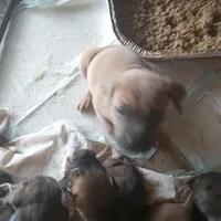 Rose, a female Cane Corso for sale in Basehor, KS – Photo 8 of 10