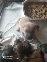 Rose, a female Cane Corso for sale in Basehor, KS – Photo 8 of 10