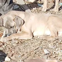Rose, a female Cane Corso for sale in Basehor, KS – Photo 1 of 10