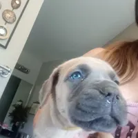 Rose, a female Cane Corso for sale in Basehor, KS – Photo 6 of 10