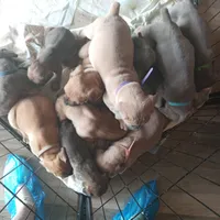 Rose, a female Cane Corso for sale in Basehor, KS – Photo 10 of 10