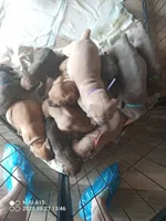 Rose, a female Cane Corso for sale in Basehor, KS – Photo 10 of 10