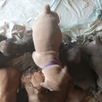 Rose, a female Cane Corso for sale in Basehor, KS – Photo 7 of 10