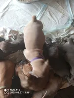 Rose, a female Cane Corso for sale in Basehor, KS – Photo 7 of 10