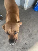 Kelce, a female Cane Corso for sale in Basehor, KS – Photo 3 of 3