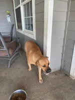 Kelce, a female Cane Corso for sale in Basehor, KS – Photo 2 of 3